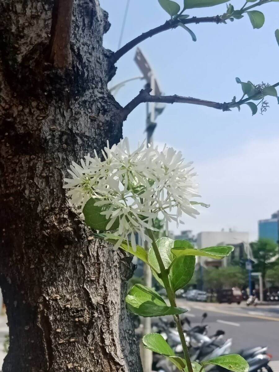 都市裡的花朵