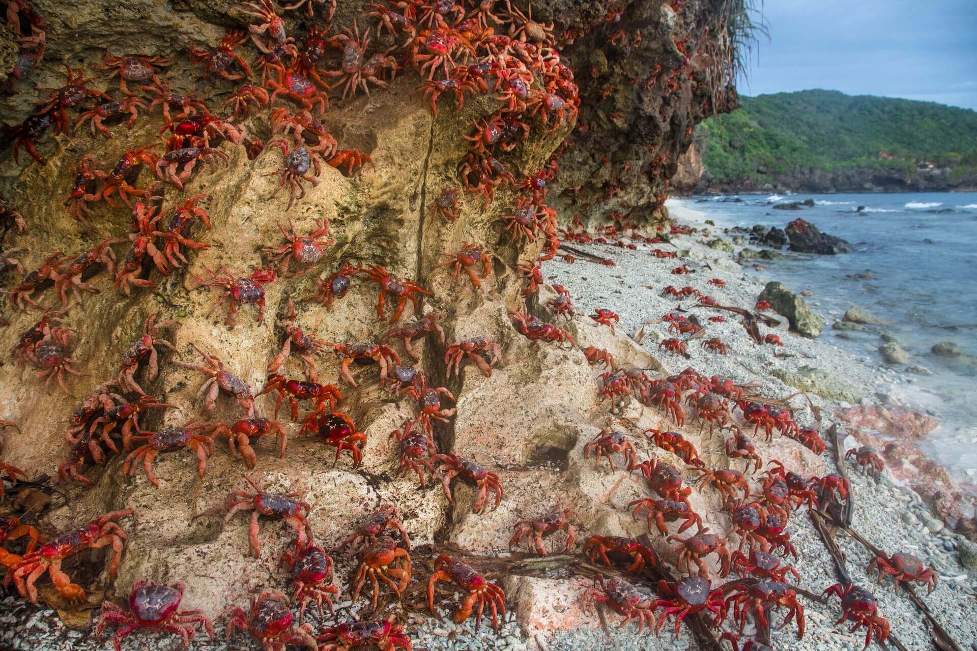 集合啦島民們！打開地圖，一同在沙發遨遊神秘島嶼！