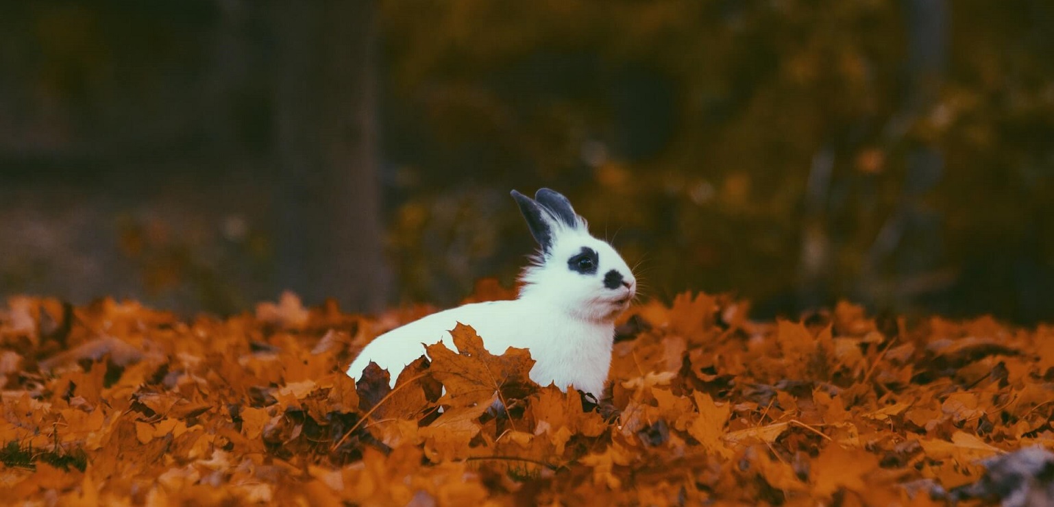 五隻在科學界功不可沒的動物們