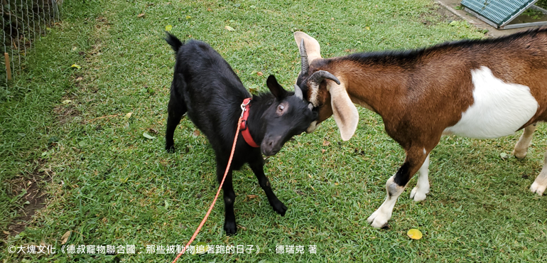大牌山羊歐蜜瑪「罵罵號」，原來她有這樣悽慘的身世？