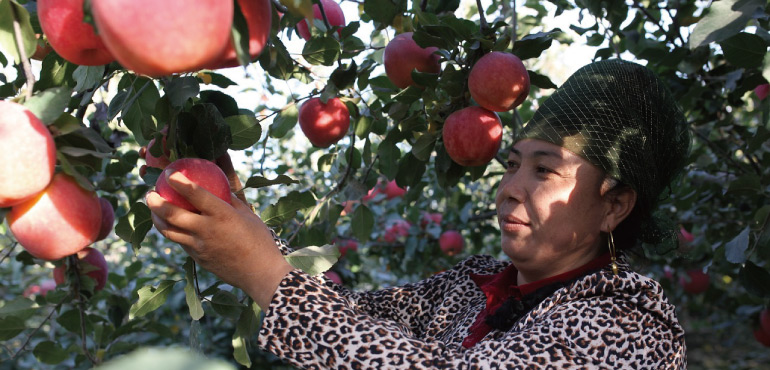 爛了心的蘋果更美味？新疆特產「冰糖心」，用沙土生長、雪水灌溉出的奇蹟