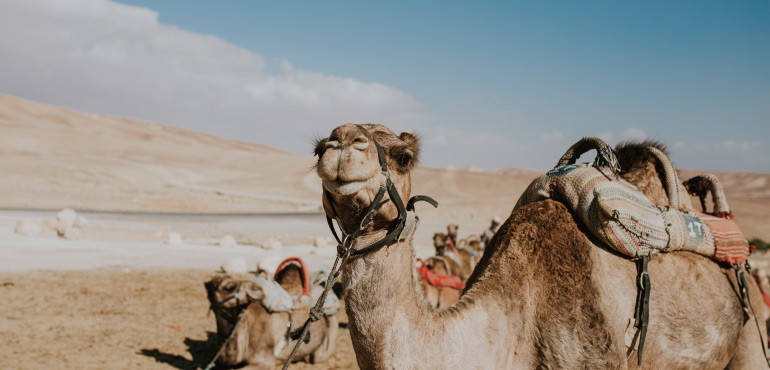 舌尖上的沙漠之舟：怯風、活血又美味的烤駱駝