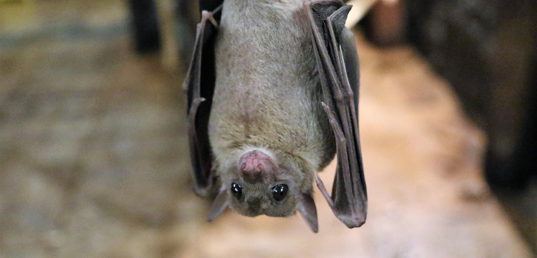 你不知道的動物行為！吸血蝙蝠也懂得「互惠利他」？