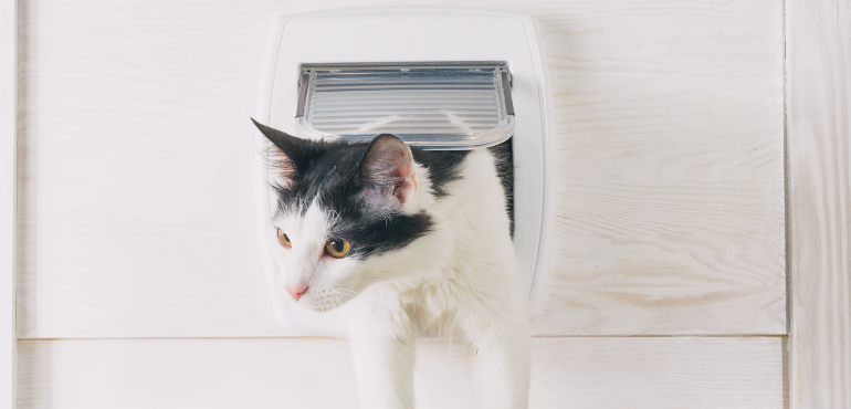 無痛的安寧──毛孩最後的日子，除了醫療，還能怎麼做？