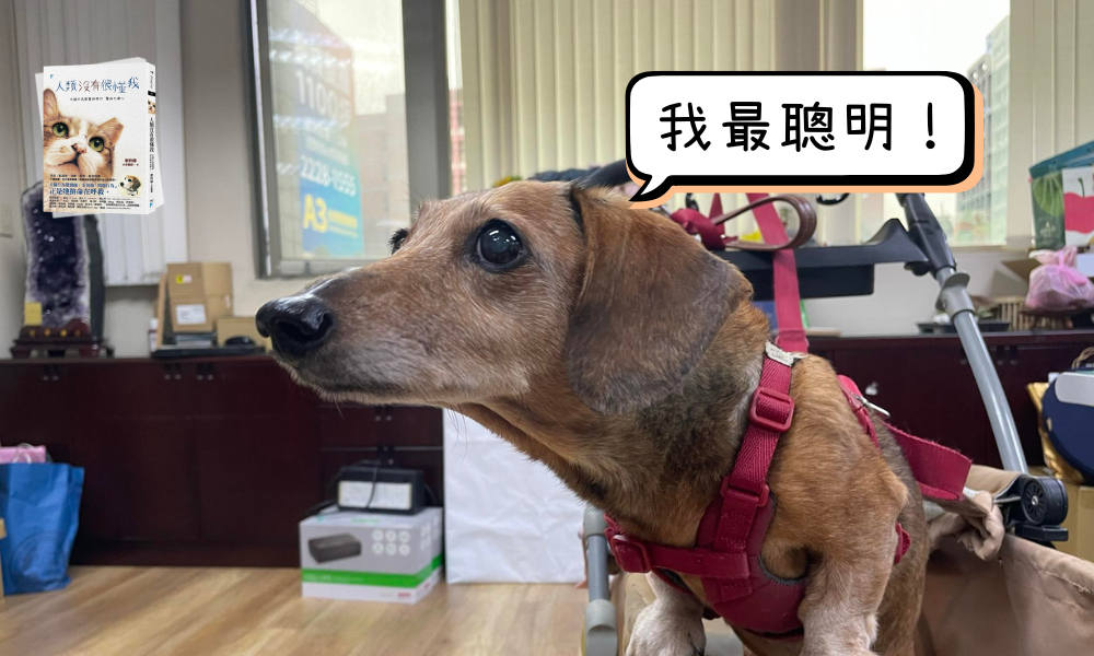 多元智力!你家的毛孩到底是聰明,還是笨?