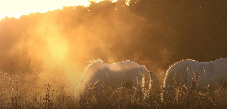 走進內在的光:《綻放真我》揭示面對、釋放與覺察的生命旅程